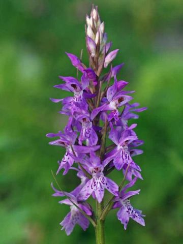 Dactylorhiza maculata (L.) subsp. saccifera (Br.) Dik. Dactylorhiza maculata (L.) subsp. saccifera (Br.) Dik.