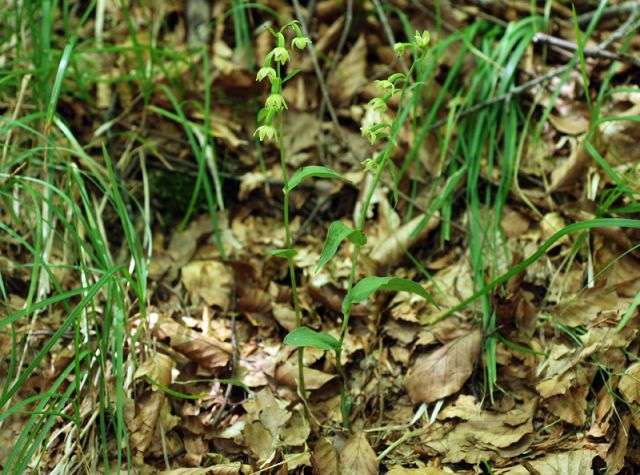 Epipactis persica subsp. gracilis (B. Baumann & H. Baumann) W. Rossi Epipactis persica subsp. gracilis (B. Baumann & H. Baumann) W. Rossi