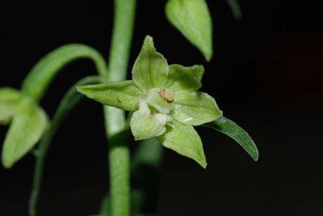 Epipactis persica subsp. gracilis (B. Baumann & H. Baumann) W. Rossi Epipactis persica subsp. gracilis (B. Baumann & H. Baumann) W. Rossi