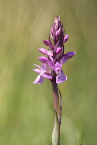 Dactylorhiza traunsteineri (Saut. ex Rchb.) Soņ Dactylorhiza traunsteineri (Saut. ex Rchb.) Soņ