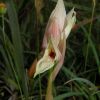 Serapias nurrica Corrias