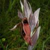 Serapias nurrica Corrias