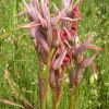 Serapias nurrica Corrias