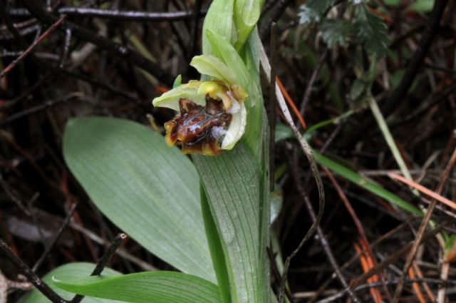 Ophrys sphegodes subsp. massiliensis (Viglione & Včla) Kreutz Ophrys sphegodes subsp. massiliensis (Viglione & Včla) Kreutz