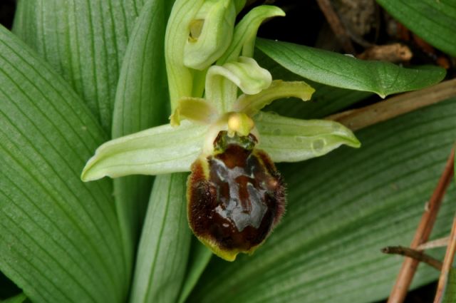 Ophrys sphegodes subsp. massiliensis (Viglione & Včla) Kreutz Ophrys sphegodes subsp. massiliensis (Viglione & Včla) Kreutz