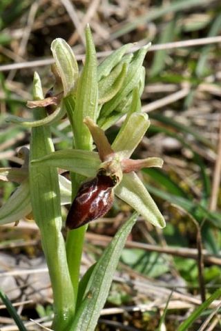 Ophrys exaltata subsp. arachnitiformis (Gren. & Philippe) Del Prete Ophrys exaltata subsp. arachnitiformis (Gren. & Philippe) Del Prete