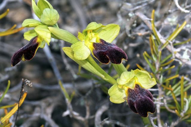 Ophrys fusca subsp. lucifera (Devillers Tersch. & Devillers) Kreutz