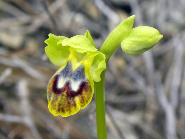 Ophrys fusca subsp. lucifera (Devillers Tersch. & Devill Ophrys fusca subsp. lucifera (Devillers Tersch. & Devill