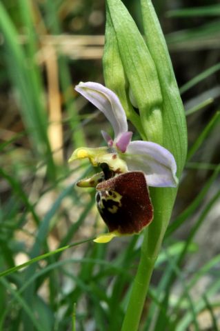 Ophrys holosericea ssp. Dinarica (R. Kranjcev & P. Delforge) Kreutz Ophrys holosericea ssp. Dinarica (R. Kranjcev & P. Delforge) Kreutz