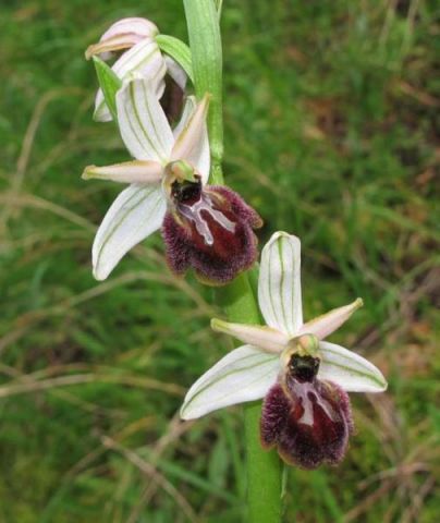 Ophrys exaltata subsp. exaltata Ten. Ophrys exaltata subsp. exaltata Ten.