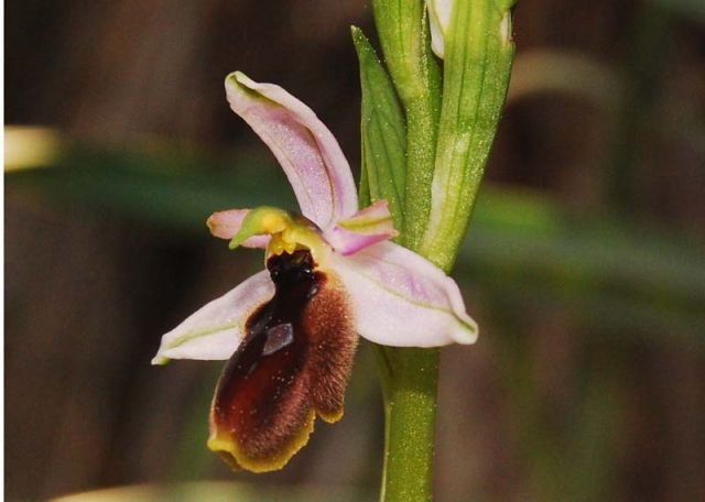Ophrys lunulata Parl. Ophrys lunulata Parl.