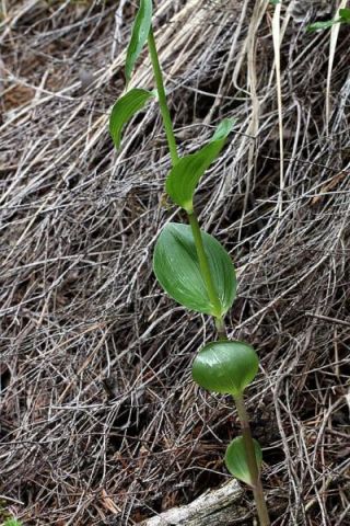 Epipactis helleborine subsp. orbicularis (K. Richt.) E. Klei Epipactis helleborine subsp. orbicularis (K. Richt.) E. Klei