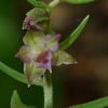 Epipactis placentina Bongiorni & Gr�nanger