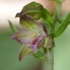 Epipactis placentina Bongiorni & Gr�nanger
