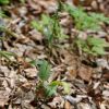 Epipactis placentina Bongiorni & Gr�nanger