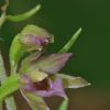 Epipactis placentina Bongiorni & Gr�nanger
