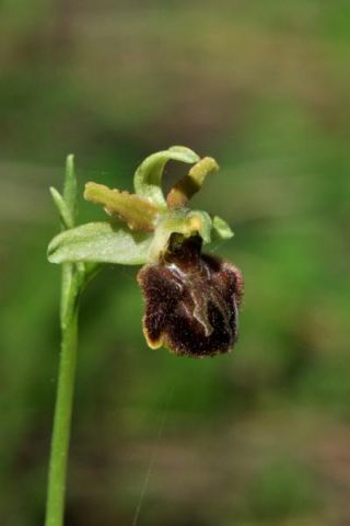 Ophrys argentaria Devillers-tersch. & Devillers Ophrys argentaria Devillers-tersch. & Devillers
