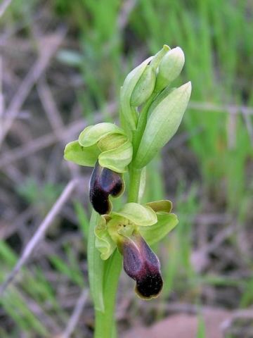 Ophrys fusca subsp. funerea (Viv.) Arcang. Ophrys fusca subsp. funerea (Viv.) Arcang.