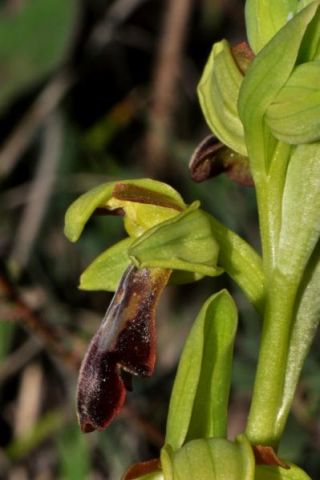 Ophrys fusca subsp. fusca Link Ophrys fusca subsp. fusca Link