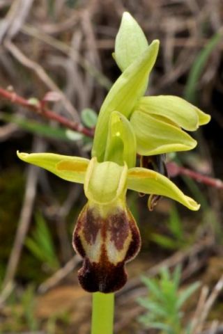 Ophrys fusca subsp. fusca Link Ophrys fusca subsp. fusca Link