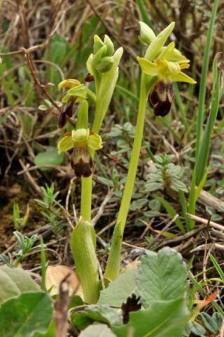 Ophrys fusca subsp. fusca Link Ophrys fusca subsp. fusca Link
