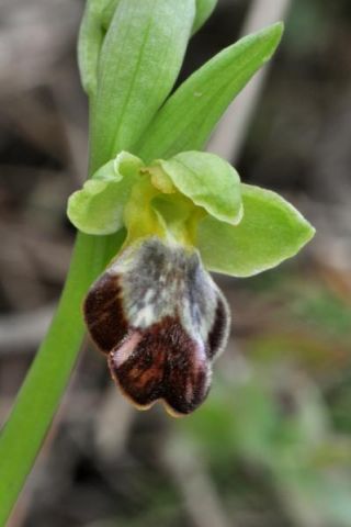 Ophrys fusca subsp. fusca Link Ophrys fusca subsp. fusca Link