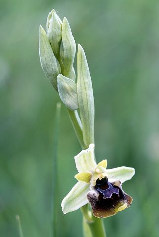 Ophrys holosericea subsp. posidonia (P. Delforge) Kreutz