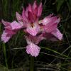 Anacamptis papilionacea (Poir.) R.M. Bateman, Pridgeon & M.W. Chase