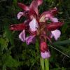Anacamptis papilionacea (Poir.) R.M. Bateman, Pridgeon & M.W. Chase