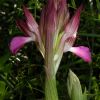 Anacamptis papilionacea (Poir.) R.M. Bateman, Pridgeon & M.W. Chase