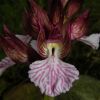 Anacamptis papilionacea (Poir.) R.M. Bateman, Pridgeon & M.W. Chase