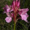 Anacamptis papilionacea (Poir.) R.M. Bateman, Pridgeon & M.W. Chase