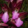 Anacamptis papilionacea (Poir.) R.M. Bateman, Pridgeon & M.W. Chase