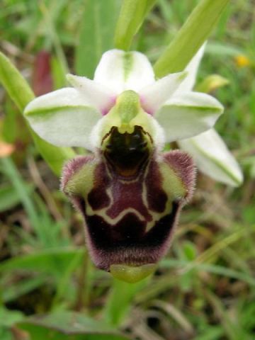 Ophrys holosericea subsp. annae (Devillers-Tersch. & Devillers) H. Baumann Giotta, Künkele, R. Lorenz & Piccitto Ophrys holosericea subsp. annae (Devillers-Tersch. & Devillers) H. Baumann Giotta, Künkele, R. Lorenz & Piccitto