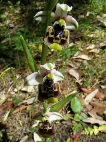 Ophrys holosericea subsp. annae (Devillers-Tersch. & Devillers) H. Baumann Giotta, Künkele, R. Lorenz & Piccitto Ophrys holosericea subsp. annae (Devillers-Tersch. & Devillers) H. Baumann Giotta, Künkele, R. Lorenz & Piccitto