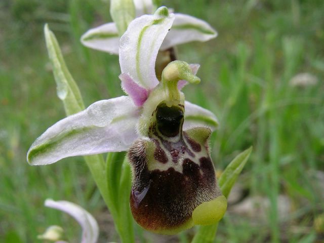Ophrys holosericea subsp. annae (Devillers-Tersch. & Devillers) H. Baumann Giotta, Künkele, R. Lorenz & Piccitto Ophrys holosericea subsp. annae (Devillers-Tersch. & Devillers) H. Baumann Giotta, Künkele, R. Lorenz & Piccitto