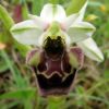 Ophrys holosericea subsp. annae (Devillers-Tersch. & Devillers) H. Baumann Giotta, Künkele, R. Lorenz & Piccitto Ophrys holosericea subsp. annae (Devillers-Tersch. & Devillers) H. Baumann Giotta, Künkele, R. Lorenz & Piccitto