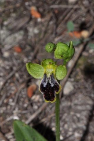 Ophrys fusca subsp. marmorata (G. Foelsche & W. Foelsche) Kreutz Ophrys fusca subsp. marmorata (G. Foelsche & W. Foelsche) Kreutz