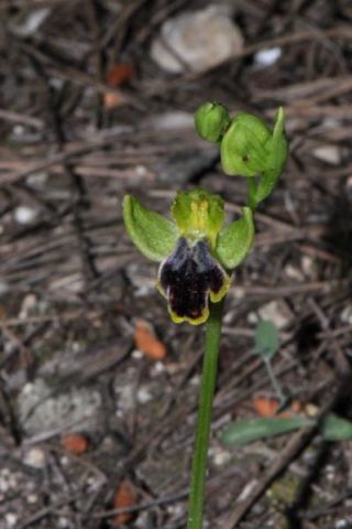Ophrys fusca subsp. marmorata (G. Foelsche & W. Foelsche) Kreutz Ophrys fusca subsp. marmorata (G. Foelsche & W. Foelsche) Kreutz