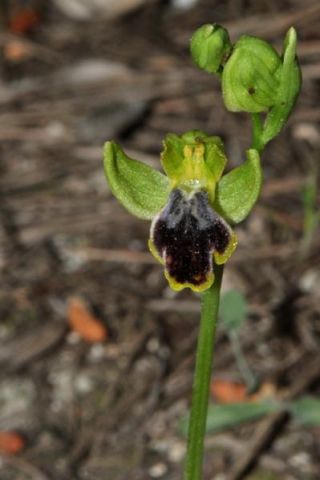 Ophrys fusca subsp. marmorata (G. Foelsche & W. Foelsche) Kreutz Ophrys fusca subsp. marmorata (G. Foelsche & W. Foelsche) Kreutz