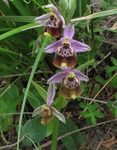 Ophrys oxyrrhynchos subsp. calliantha (Bartolo & Pulv.) Galesi, Cristaudo & Maugeri Ophrys oxyrrhynchos subsp. calliantha (Bartolo & Pulv.) Galesi, Cristaudo & Maugeri