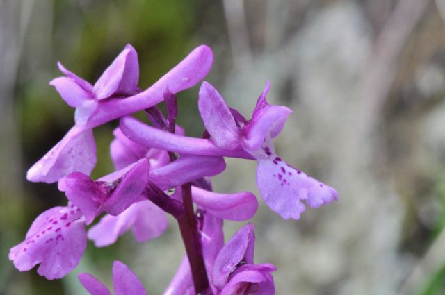 Orchis mascula subsp.olbiensis (Reut. ex Gren.) Asch. & Graebn. Orchis mascula subsp.olbiensis (Reut. ex Gren.) Asch. & Graebn.