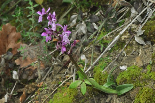 Orchis mascula subsp.olbiensis (Reut. ex Gren.) Asch. & Graebn. Orchis mascula subsp.olbiensis (Reut. ex Gren.) Asch. & Graebn.