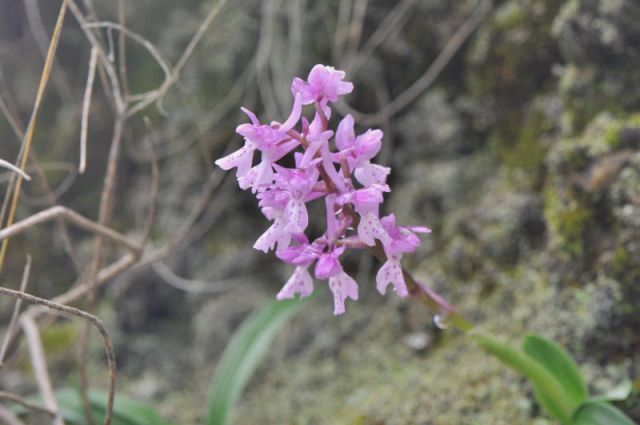Orchis mascula subsp.olbiensis (Reut. ex Gren.) Asch. & Graebn. Orchis mascula subsp.olbiensis (Reut. ex Gren.) Asch. & Graebn.