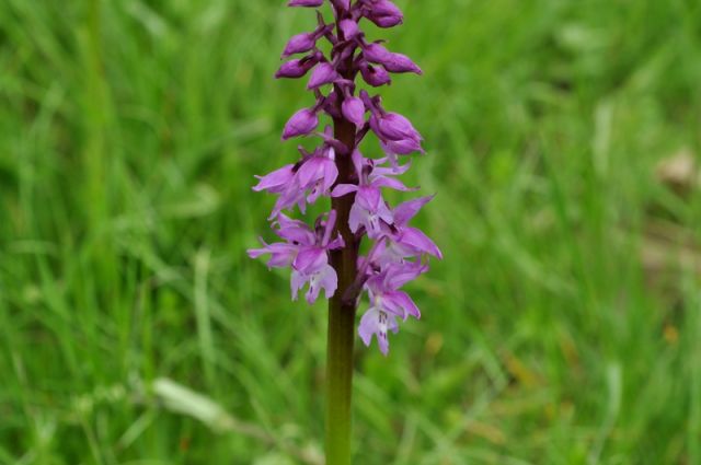 Orchis mascula subsp.speciosa (Mutel) Hegi Orchis mascula subsp.speciosa (Mutel) Hegi