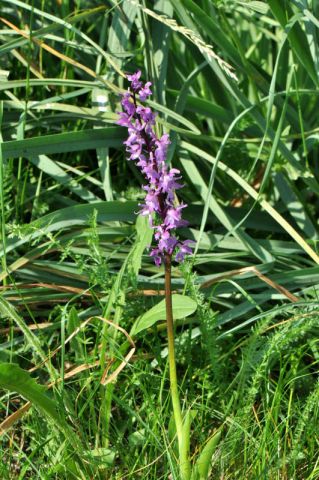 Orchis mascula subsp.speciosa (Mutel) Hegi Orchis mascula subsp.speciosa (Mutel) Hegi