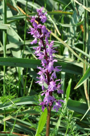 Orchis mascula subsp.speciosa (Mutel) Hegi Orchis mascula subsp.speciosa (Mutel) Hegi