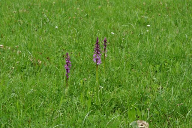 Orchis mascula subsp.speciosa (Mutel) Hegi Orchis mascula subsp.speciosa (Mutel) Hegi