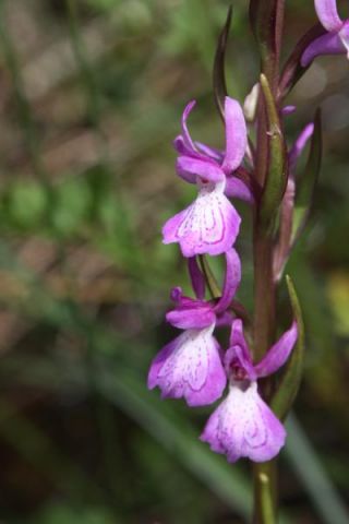 Dactylorhiza elata subsp. sesquipedalis (Willd.) Soņ Dactylorhiza elata subsp. sesquipedalis (Willd.) Soņ