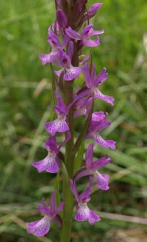 Dactylorhiza elata subsp. sesquipedalis (Willd.) Soņ Dactylorhiza elata subsp. sesquipedalis (Willd.) Soņ